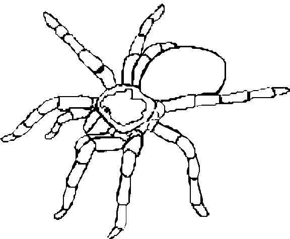 Hämähäkit 4