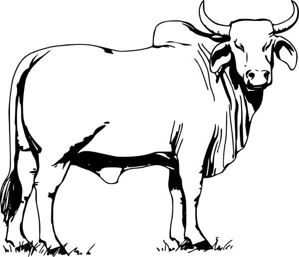 Lehmät ja Härät 6