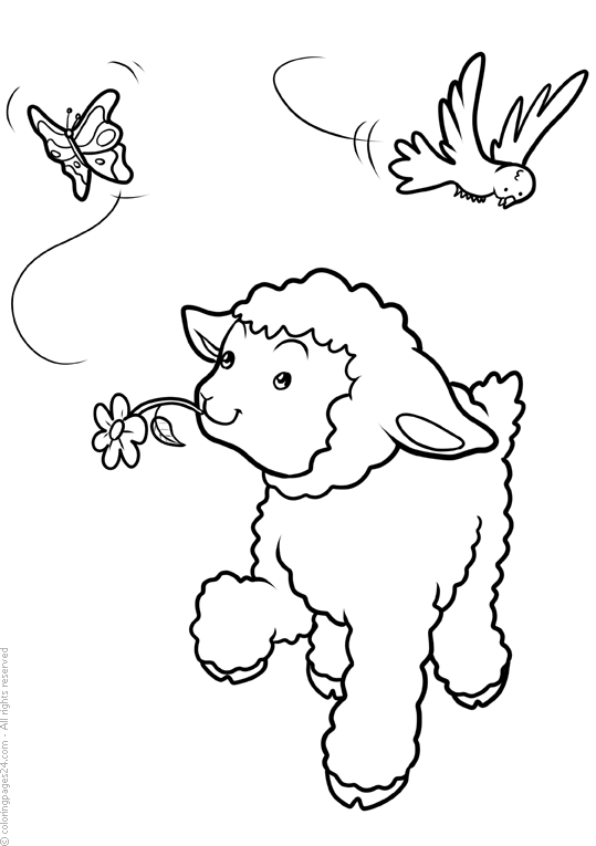 Lampaat 7