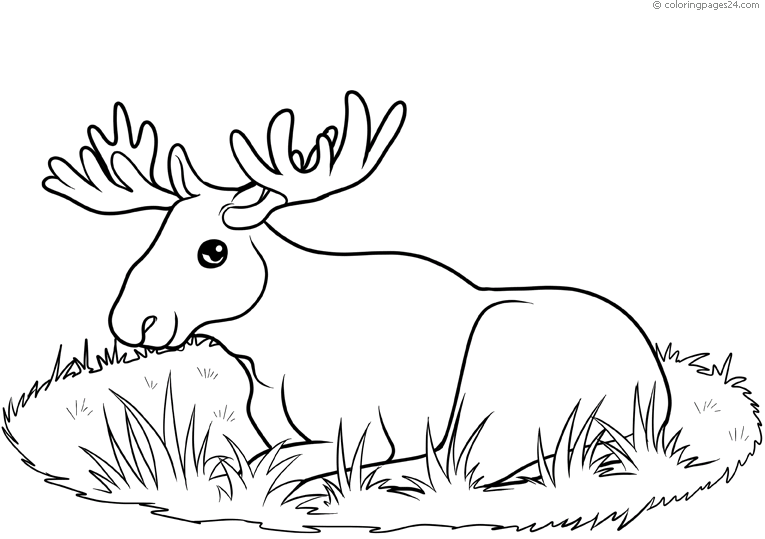 Hirvet 17