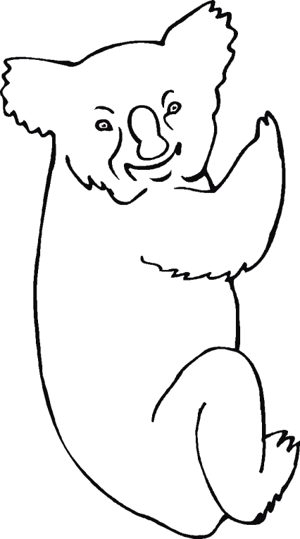 Koala Karhut 1