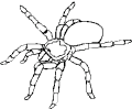 Hämähäkit - 4