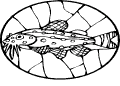 Kalat - 78